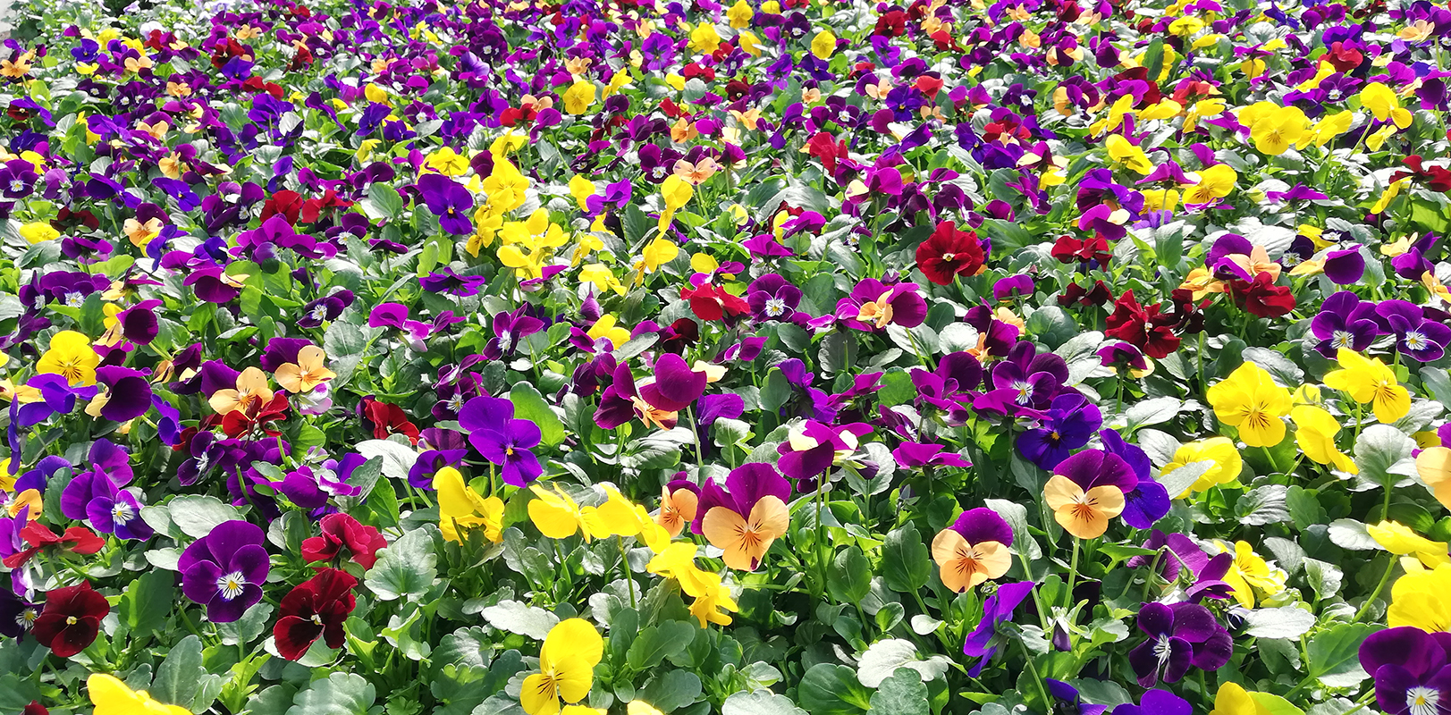 Kevadmüük õppeaias on alanud